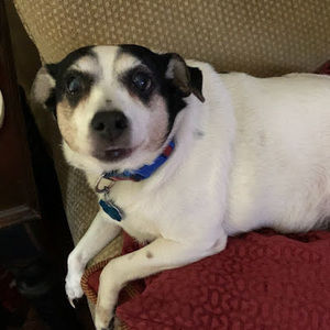 Meet your Posher, Patrick